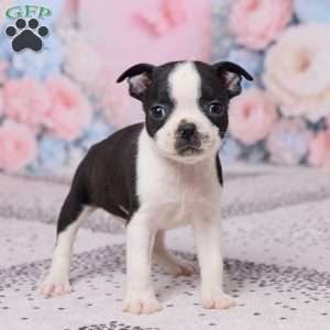 Bob, Boston Terrier Puppy